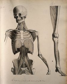 Left, muscles of the head and trunk (front view); right, muscles of the..., between 1800 and 1899. Creator: Unknown