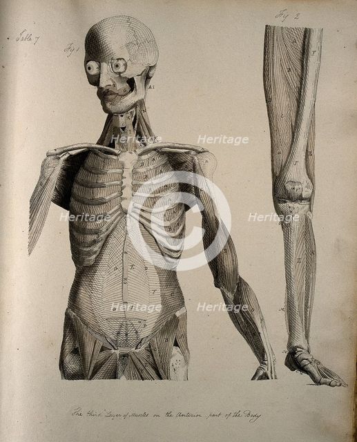 Left, muscles of the head and trunk (front view); right, muscles of the..., between 1800 and 1899. Creator: Unknown.