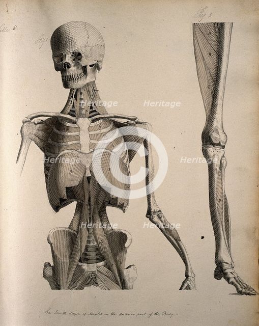 Left, muscles of the head and trunk (front view); right, muscles of the..., between 1800 and 1899. Creator: Unknown.