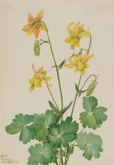 Lemon Columbine (Aquilegia flavescens), 1925. Creator: Mary Vaux Walcott
