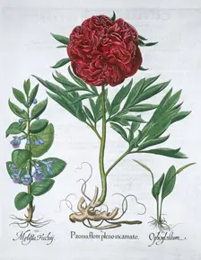 Lemon balm, Peony and adder's tongue fern, 1613. Creator: Unknown