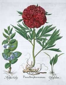 Lemon balm, Peony and adder's tongue fern, 1613. Creator: Unknown