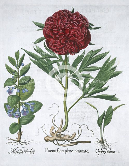 Lemon balm, Peony and adder's tongue fern, 1613. Artist: Unknown