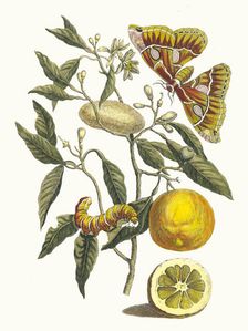 Lemon. From the Book Metamorphosis insectorum Surinamensium, 1705. Creator: Merian, Maria Sibylla (1647-1717)