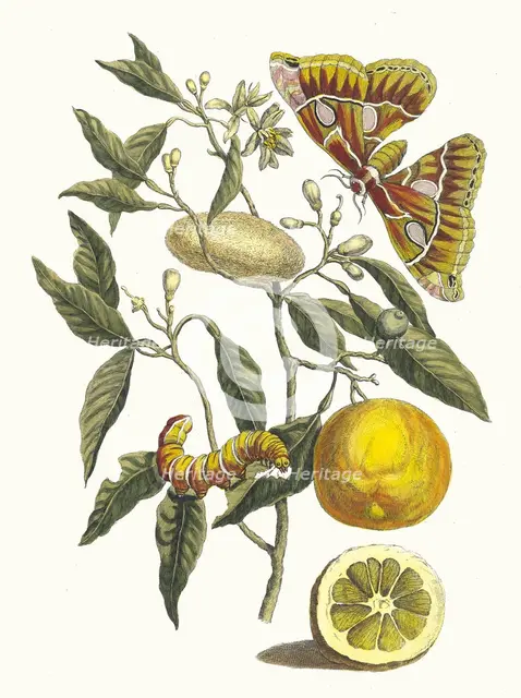 Lemon. From the Book Metamorphosis insectorum Surinamensium, 1705. Creator: Merian, Maria Sibylla (1647-1717).