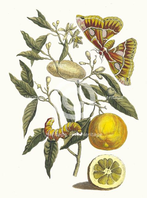 Lemon. From the Book Metamorphosis insectorum Surinamensium, 1705. Creator: Merian, Maria Sibylla (1647-1717).