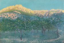Lemon trees, Mallorca