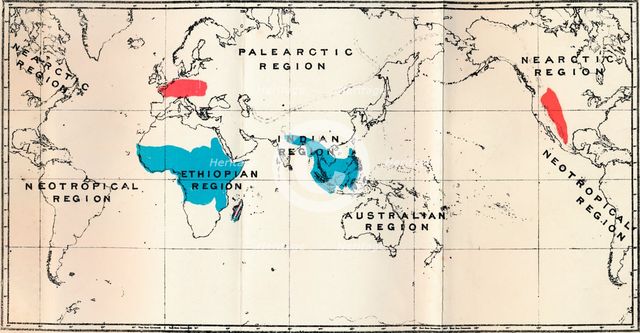 'Lemuroidea - I. Map, Showing the distribution of Living (Blue) and Fossil (Red)', 1897. Artist: Unknown.