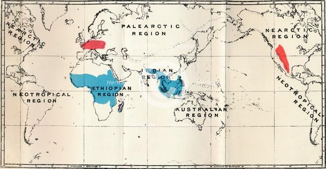 'Lemuroidea - I. Map, Showing the distribution of Living (Blue) and Fossil (Red)', 1897. Artist: Unknown.