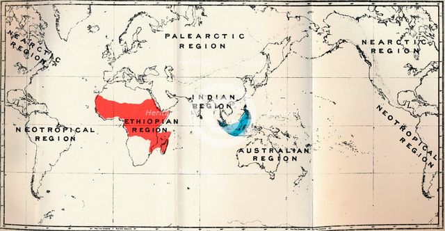 'Lemuroidea -  II. Map, Showing distribution of Tarsiidae (Blue), and Galaginae (Red), 1897. Artist: Unknown.