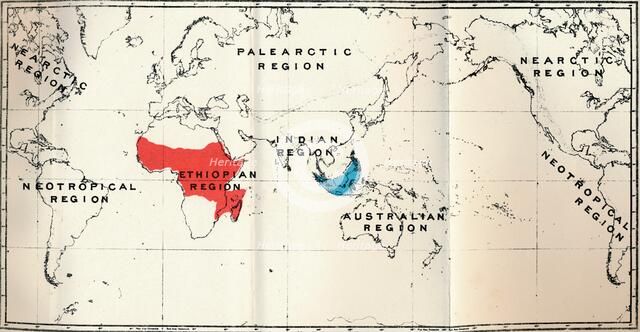 'Lemuroidea -  II. Map, Showing distribution of Tarsiidae (Blue), and Galaginae (Red), 1897. Artist: Unknown.