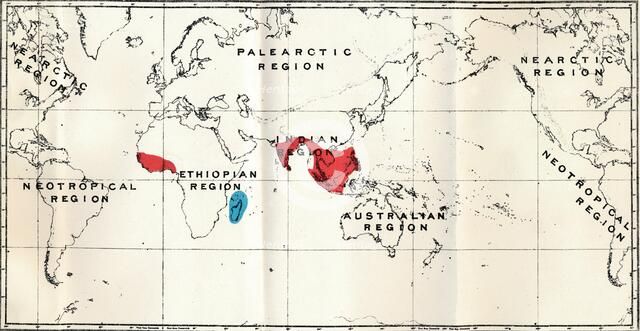 'Lemuroidea -  III. Map, Showing the distribution of the Family Chiromyidae and of the Sub-families  Artist: Unknown.