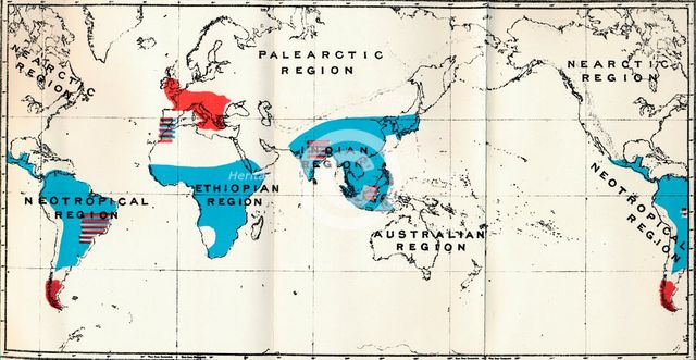 'Lemuroidea - IV. Map, Showing distribution of Living (Blue) and Fossil (Red) Anthropoidea ', 1897. Artist: Unknown.