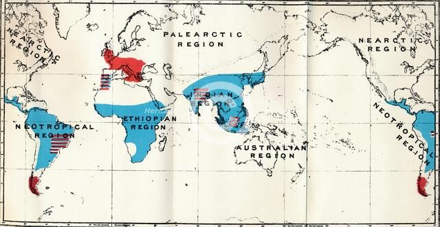 'Lemuroidea - IV. Map, Showing distribution of Living (Blue) and Fossil (Red) Anthropoidea ', 1897. Artist: Unknown.