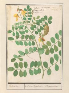 Lentil (Lens culinaris), 1596-1610. Creators: Anselmus de Boodt, Elias Verhulst