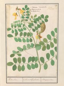 Lentil (Lens culinaris), 1596-1610. Creators: Anselmus de Boodt, Elias Verhulst