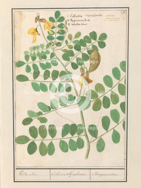 Lentil (Lens culinaris), 1596-1610. Creators: Anselmus de Boodt, Elias Verhulst.