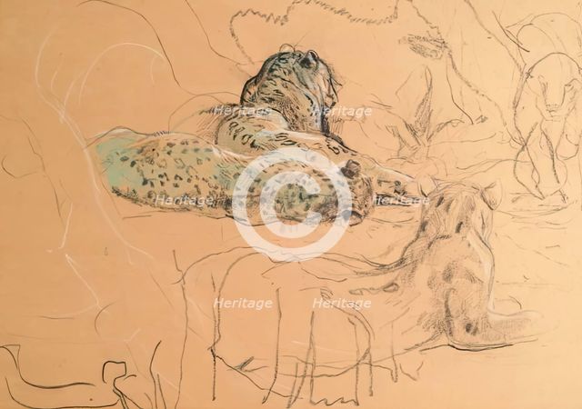 Leopard. Creator: John MacAllan Swan.