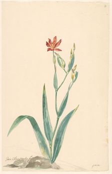 Leopard flower in a landscape, c.1775-c.1825. Creator: Willem van Leen