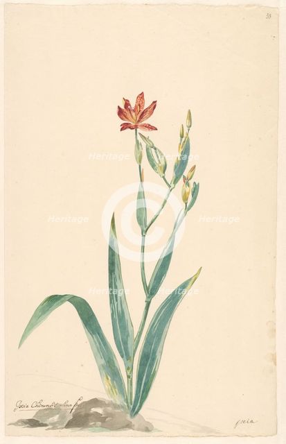 Leopard flower in a landscape, c.1775-c.1825. Creator: Willem van Leen.