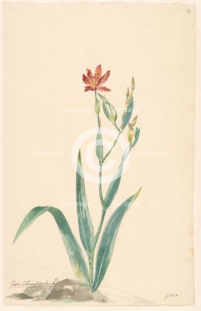 Leopard flower in a landscape, c.1775-c.1825. Creator: Willem van Leen.