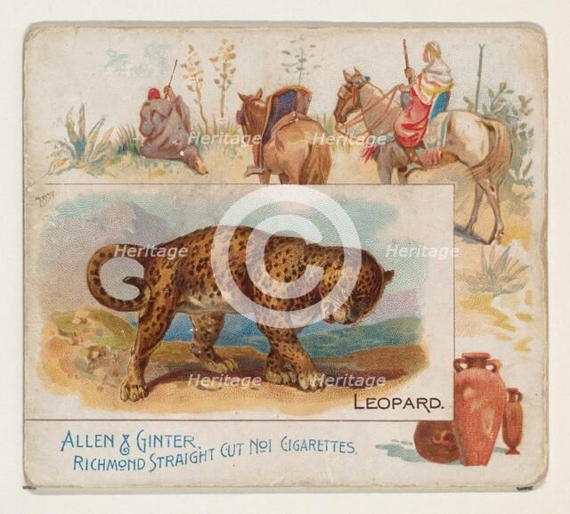 Leopard, from Quadrupeds series (N41) for Allen & Ginter Cigarettes, 1890. Creator: Allen & Ginter.