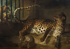 Leopard in a Cage confronted by two Mastiffs, 1739. Creator: Jean-Baptiste Oudry