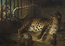Leopard in a Cage confronted by two Mastiffs, 1739. Creator: Jean-Baptiste Oudry