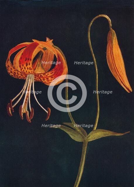 'Leopard Lily',  c1915, (1915). Artist: Emma Graham Clock.