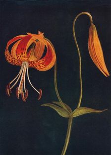 Leopard Lily c1915, (1915). Artist: Emma Graham Clock