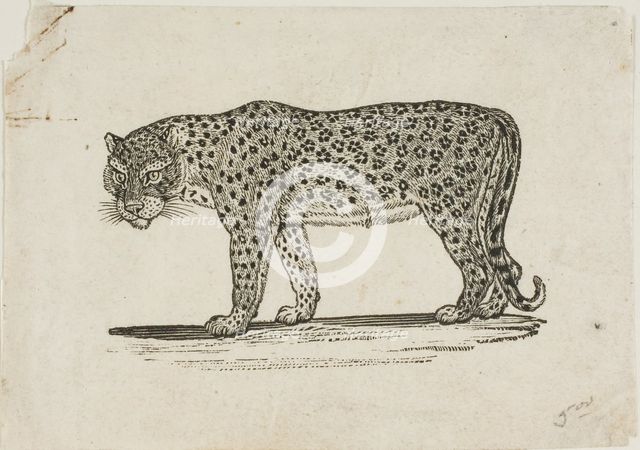 Leopard, n.d. Creator: Thomas Bewick.
