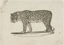 Leopard, n.d. Creator: Thomas Bewick