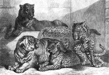 Leopards and tigress lately added to the Zoological Society's collection, Regent’s Park, 1868. Creator: Mason Jackson