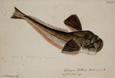 Leptoscopus huttonii, Haast specimen B, 1872. Creator: James Francis McCardell
