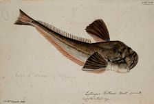 Leptoscopus huttonii, Haast specimen B, 1872. Creator: James Francis McCardell