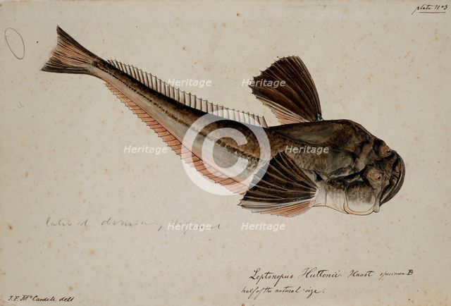 Leptoscopus huttonii, Haast specimen B, 1872. Creator: James Francis McCardell.