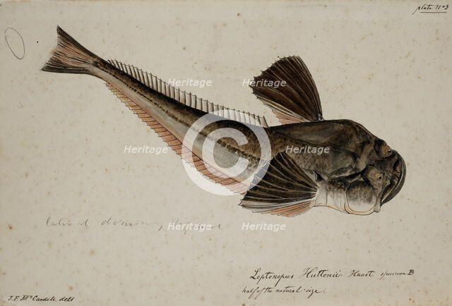 Leptoscopus huttonii, Haast specimen B, 1872. Creator: James Francis McCardell.