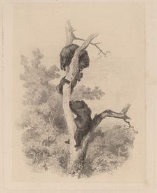 Les ours. Creator: Karl Bodmer