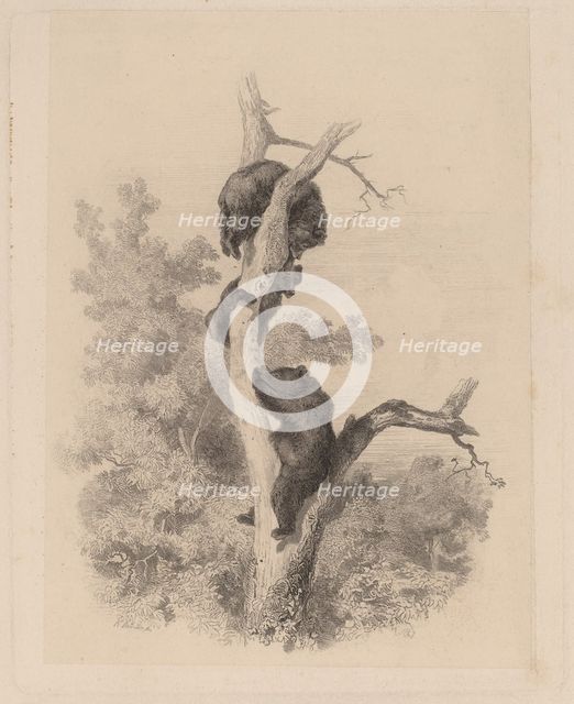 Les ours. Creator: Karl Bodmer.