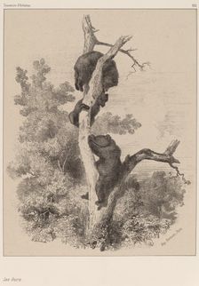 Les ours. Creator: Karl Bodmer