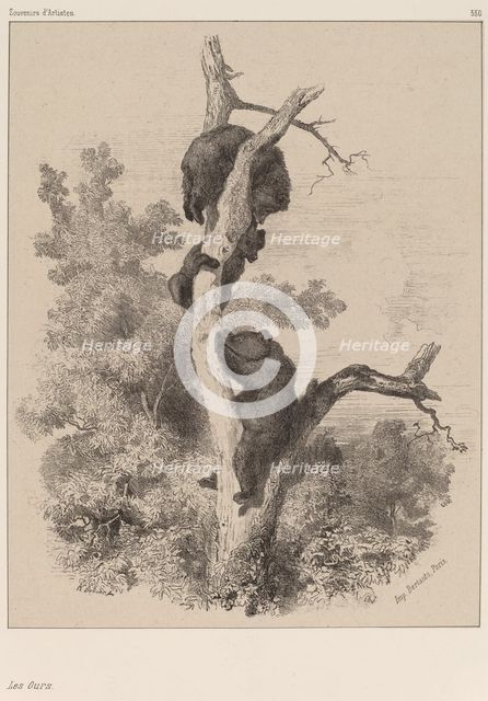 Les ours. Creator: Karl Bodmer.