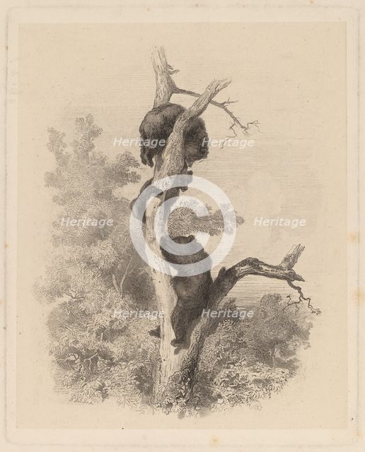 Les Ours (The Bears), 1858/1874. Creator: Karl Bodmer.