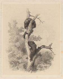Les Ours (The Bears), 1858/1874. Creator: Karl Bodmer