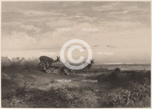 Les biches. Creator: Karl Bodmer.