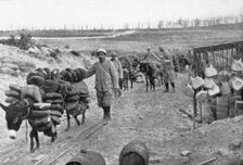 Les Bourriquots de ravitaillement; dans le region de Verdun, les bourriquots, conduits par..., 1916 Creator: Unknown
