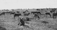 Les Bourriquots de ravitaillement; petits anes d'Afrique nouvellement debarques, au repos..., 1916. Creator: Unknown