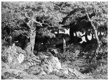 Les Chenes de Roche c1832- 1860, (1924). Artist: Theodore Rousseau