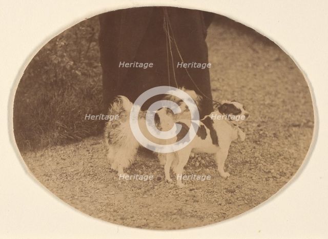 Les Chiens, 1860s. Creator: Pierre-Louis Pierson.