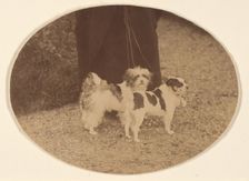 Les Chiens, 1860s. Creator: Pierre-Louis Pierson
