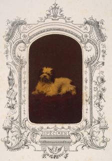Les Chiens, 1860s. Creator: Pierre-Louis Pierson